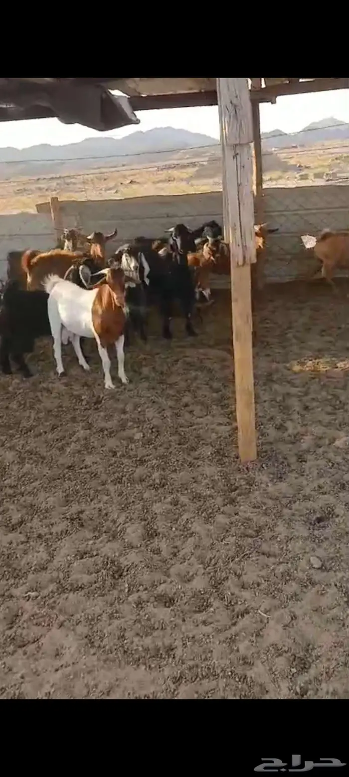 طليان ورخال ذبايح مناسبات.. وتيوس وجفار منادي 0