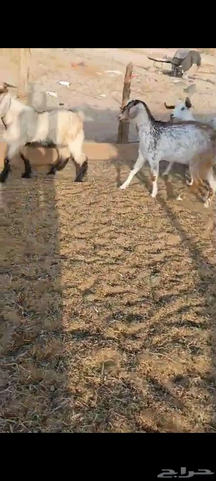 طليان ورخال ذبايح مناسبات.. وتيوس وجفار منادي 1
