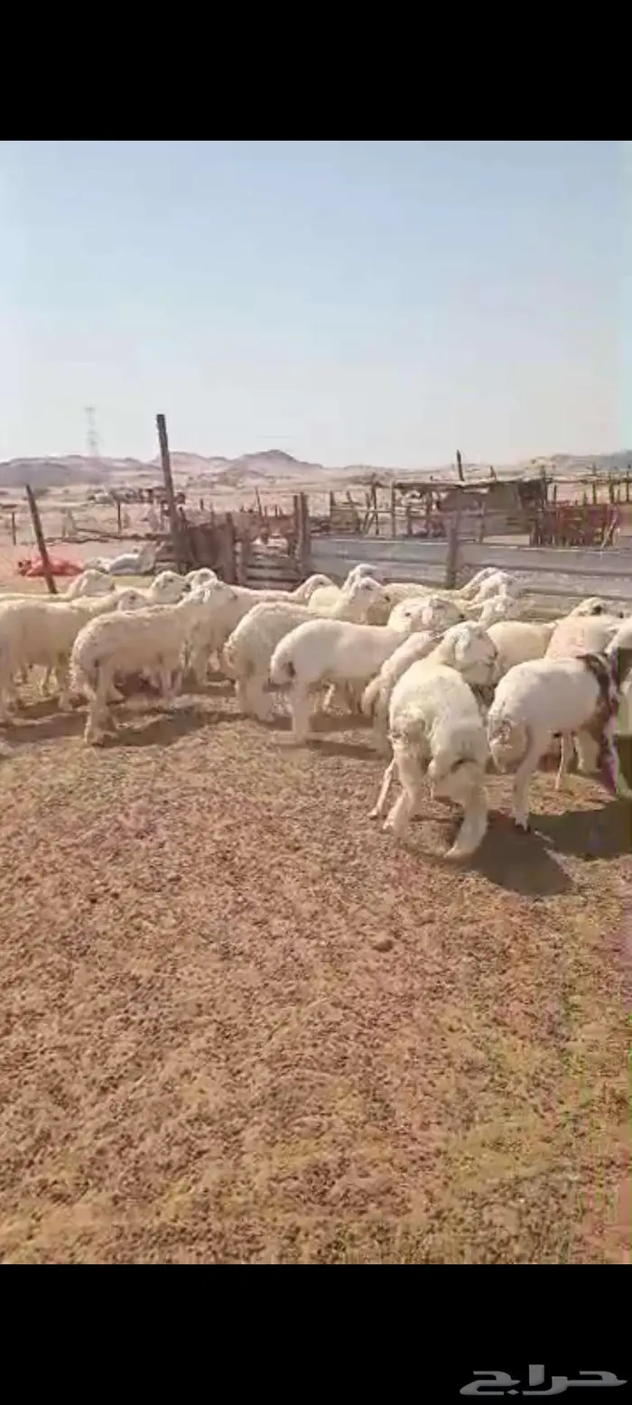 طليان ورخال ذبايح مناسبات.. وتيوس وجفار منادي 7