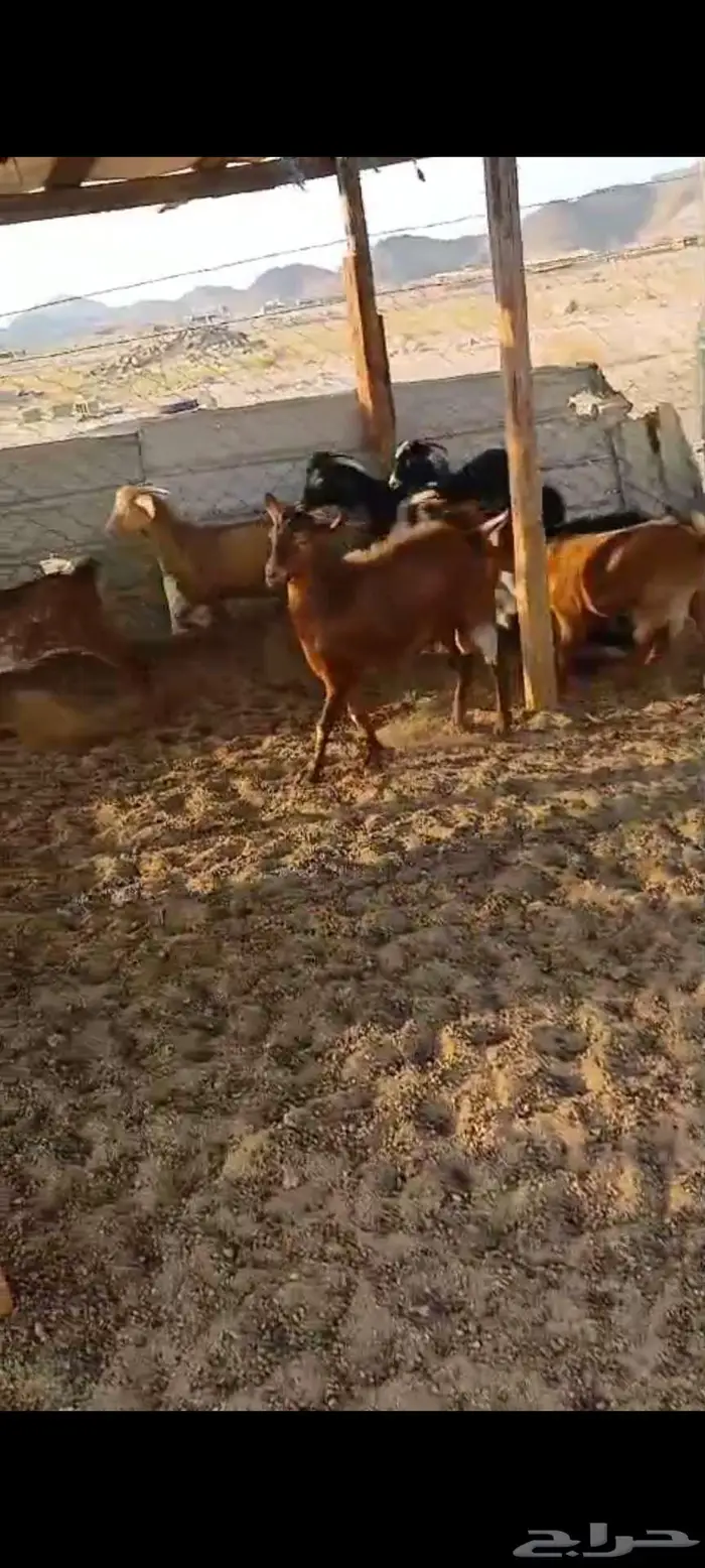 طليان ورخال ذبايح مناسبات.. وتيوس وجفار منادي 3