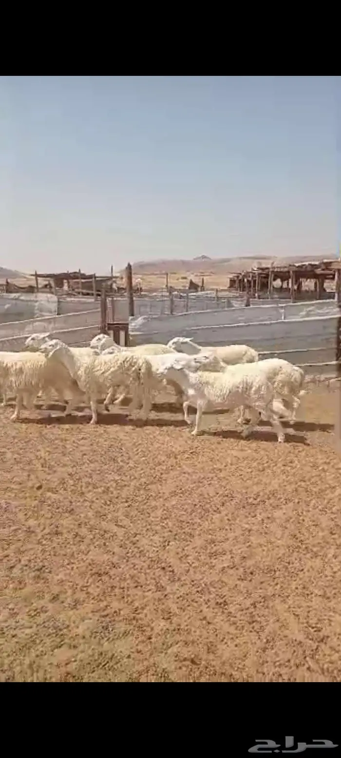 طليان ورخال ذبايح مناسبات.. وتيوس وجفار منادي 6