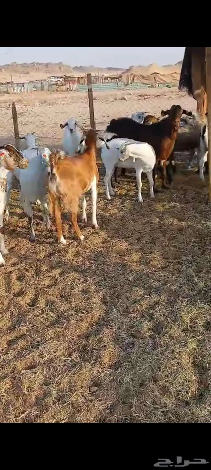 طليان ورخال ذبايح مناسبات.. وتيوس وجفار منادي 2
