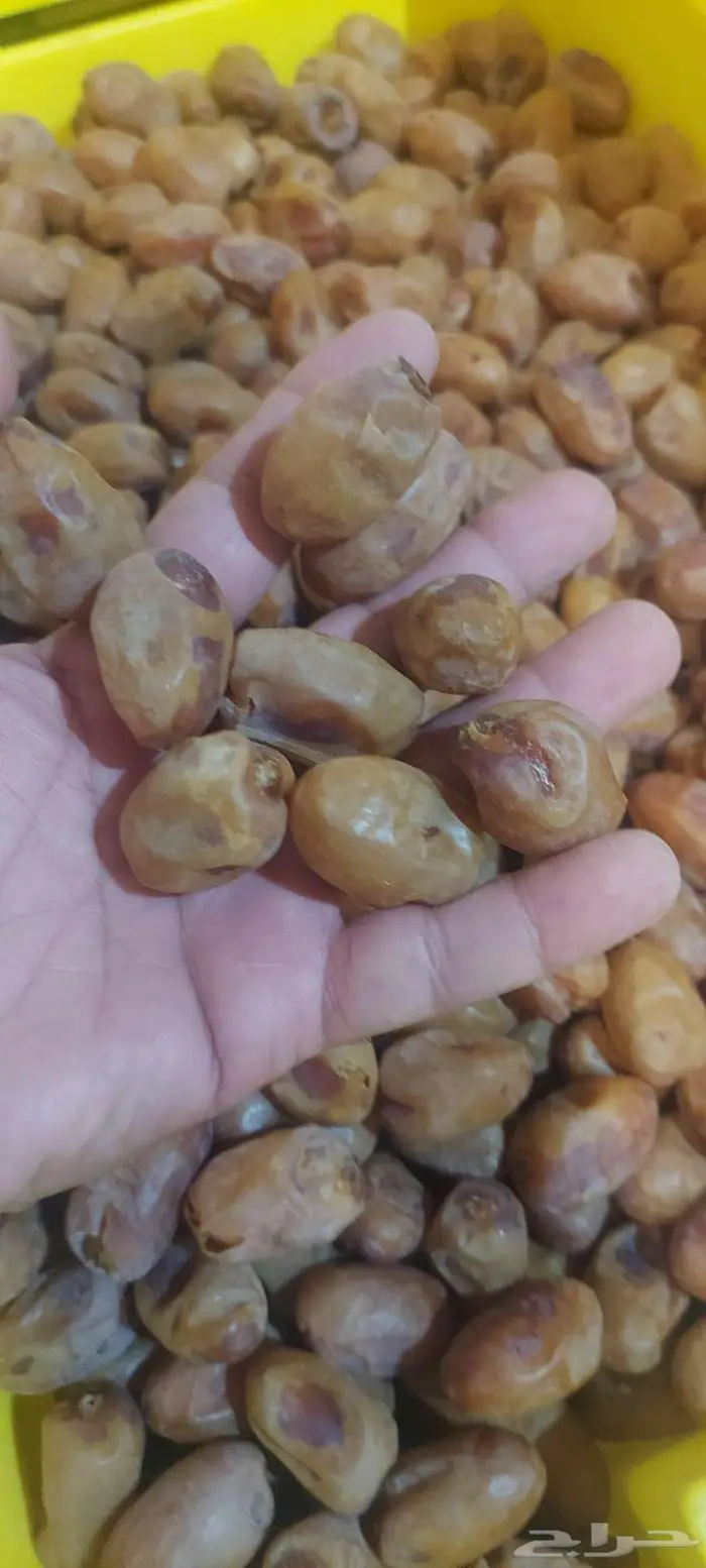 تمر اخلاص شقراء 0