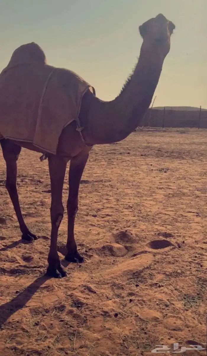 عشراء وضحئ وضروبتين مجهم ووصفراء 0