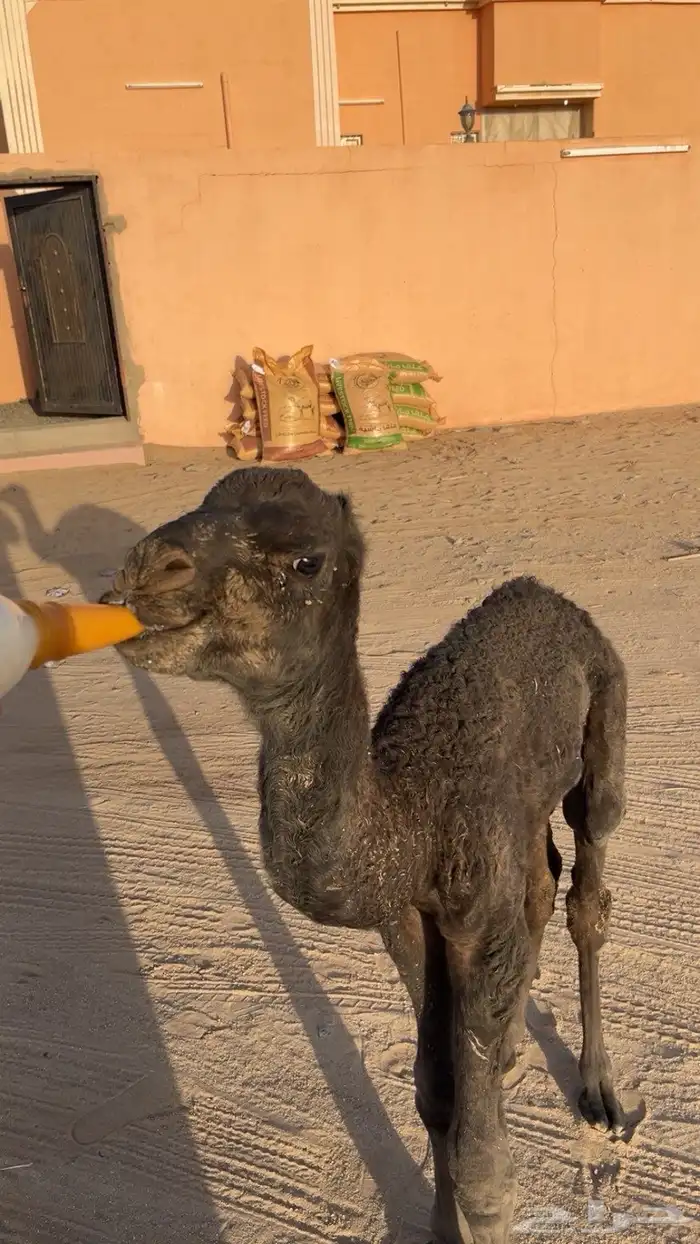 قعود ضيار 0