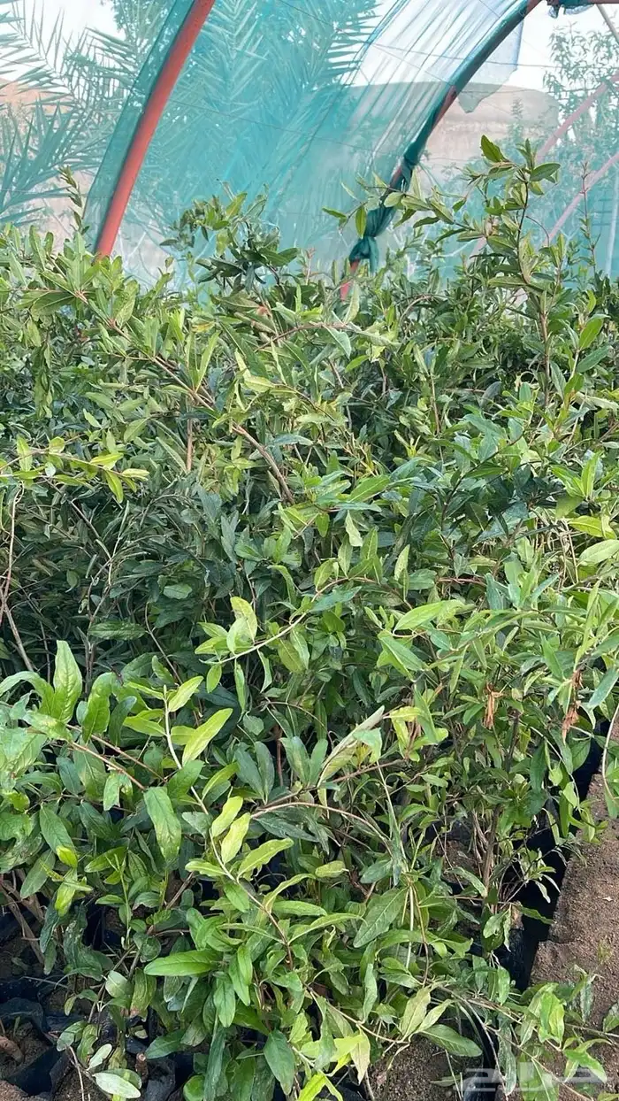 شتلات تين ورمان جوف ال معمر 3