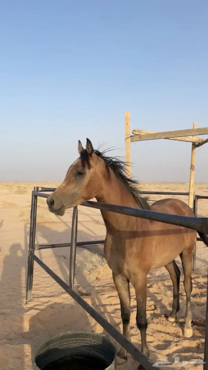 مهر شعبي مفو 0