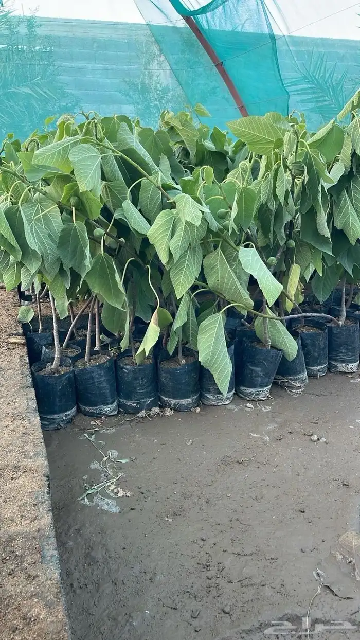 شتلات تين ورمان جوف ال معمر 2