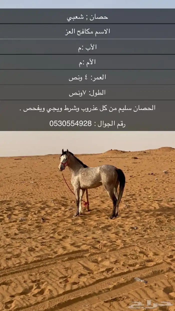 حصان شعبي 3