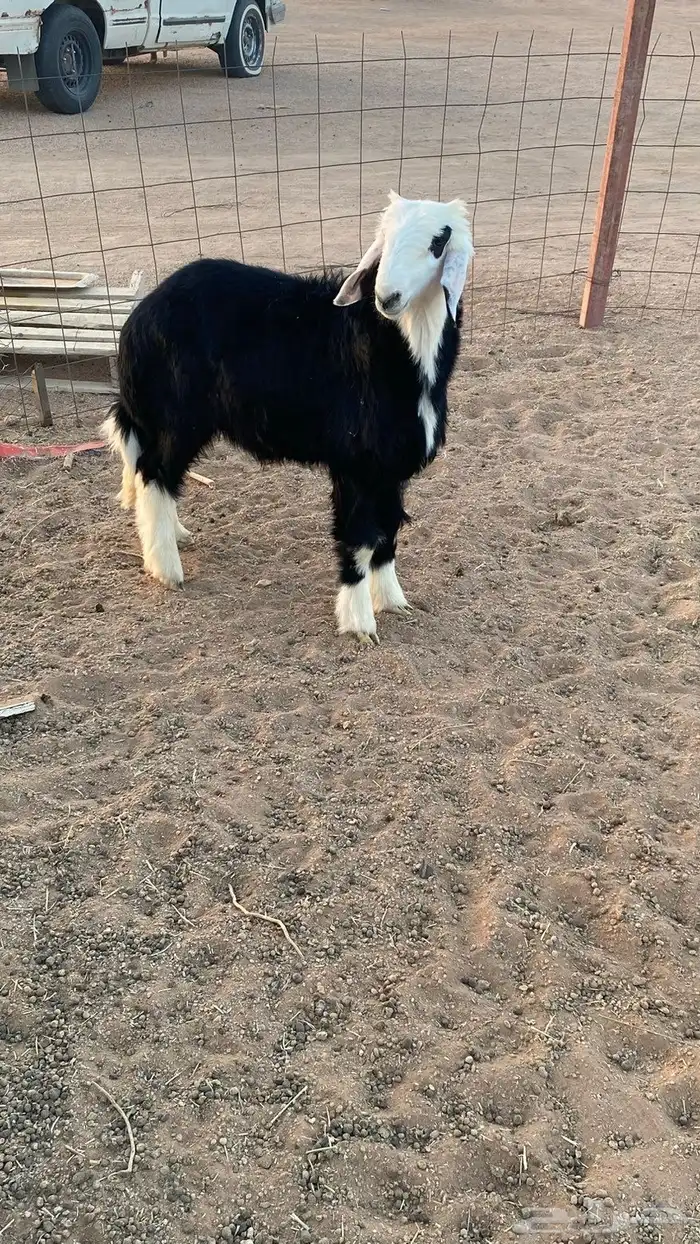 خروف نجدي ذبيحه 0