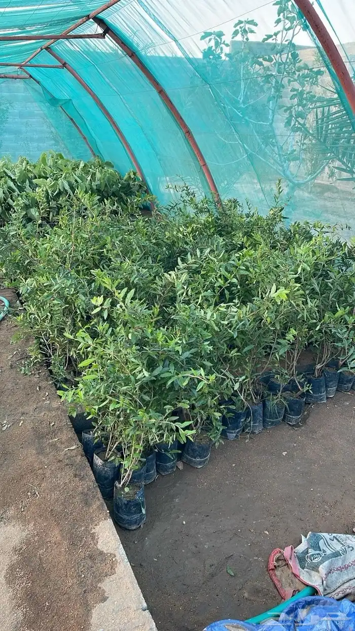 شتلات تين ورمان جوف ال معمر 1