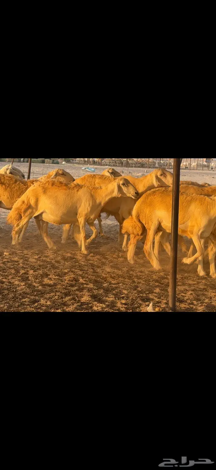 حريات حرش مراح واحد 65 معها 10 1