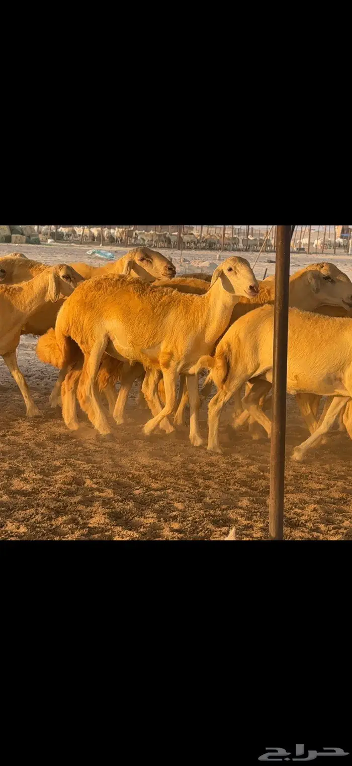 حريات حرش مراح واحد 65 معها 10 5