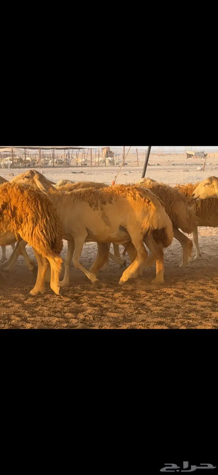 حريات حرش مراح واحد 65 معها 10 4