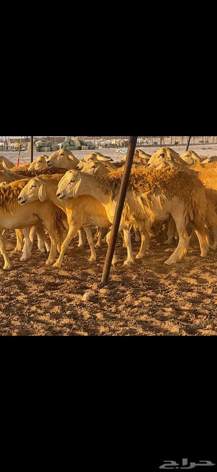 حريات حرش مراح واحد 65 معها 10 7