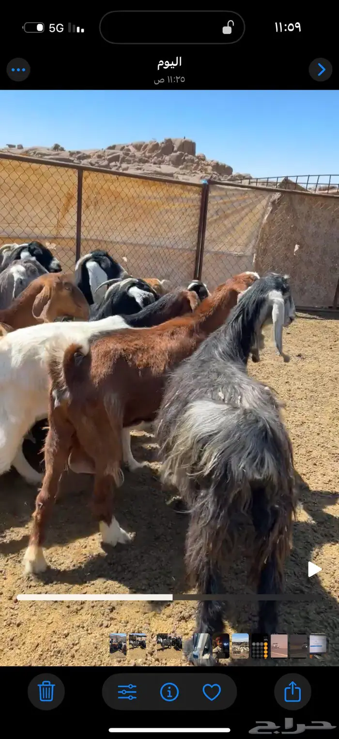 20 من المعزا للبيع 0