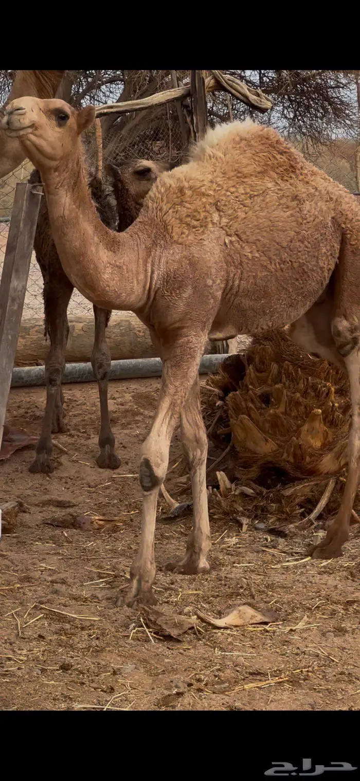 تم البيع قعود مشروع فحل عليان 2