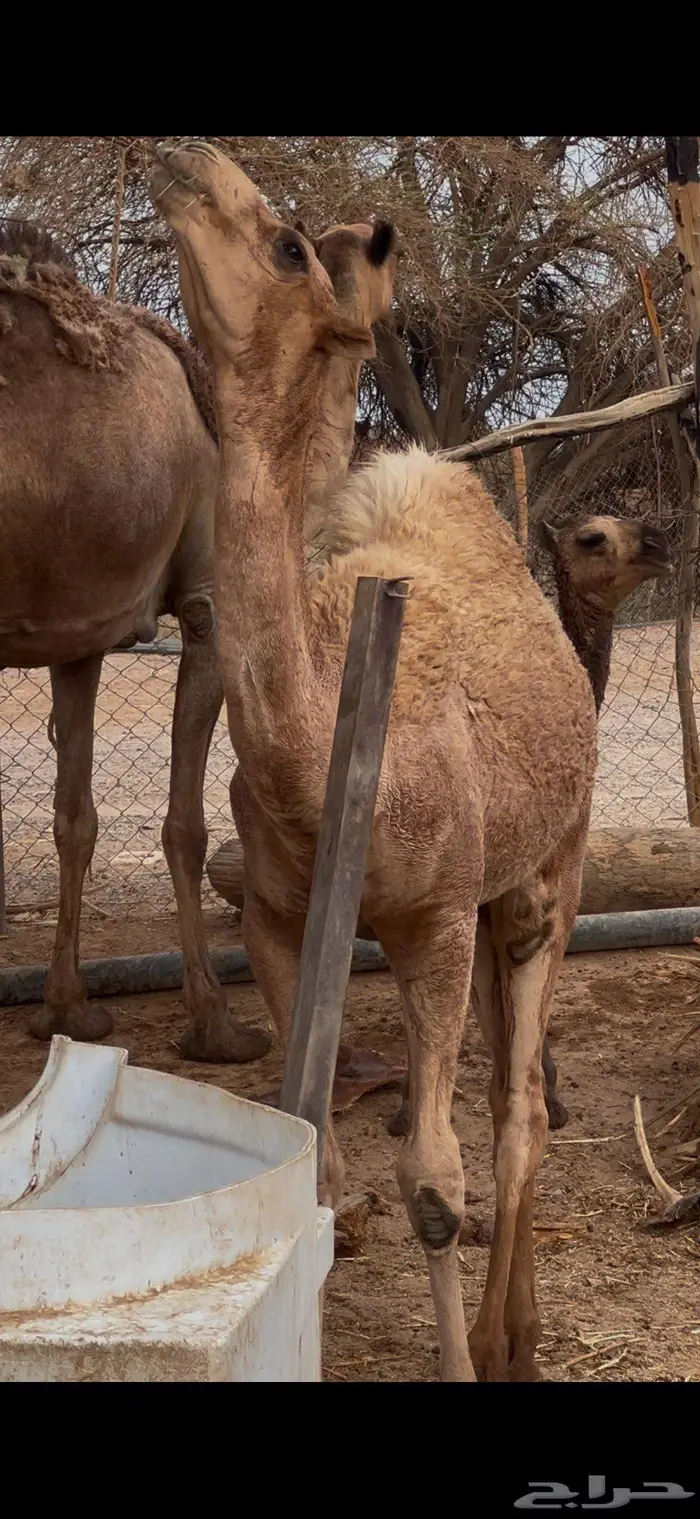 تم البيع قعود مشروع فحل عليان 1