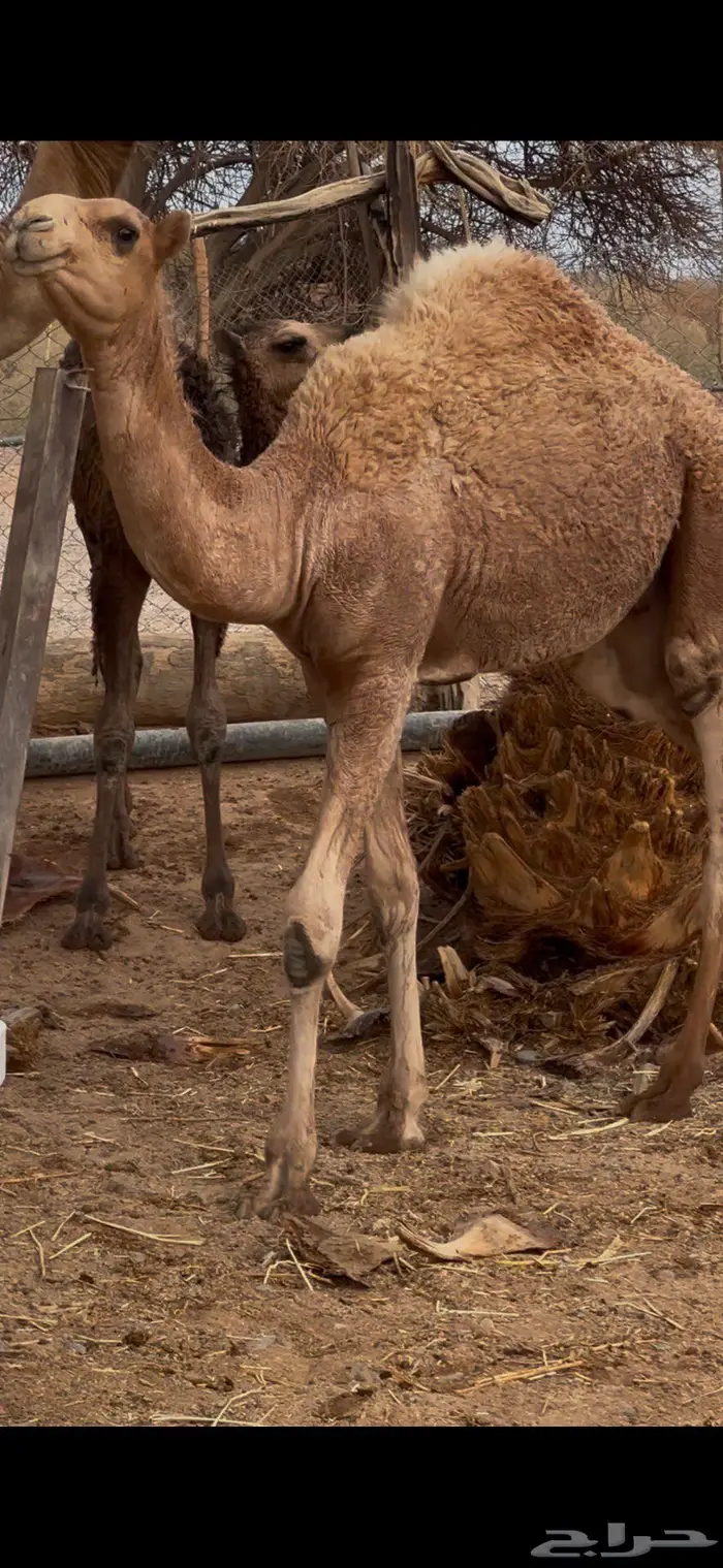 تم البيع قعود مشروع فحل عليان 0