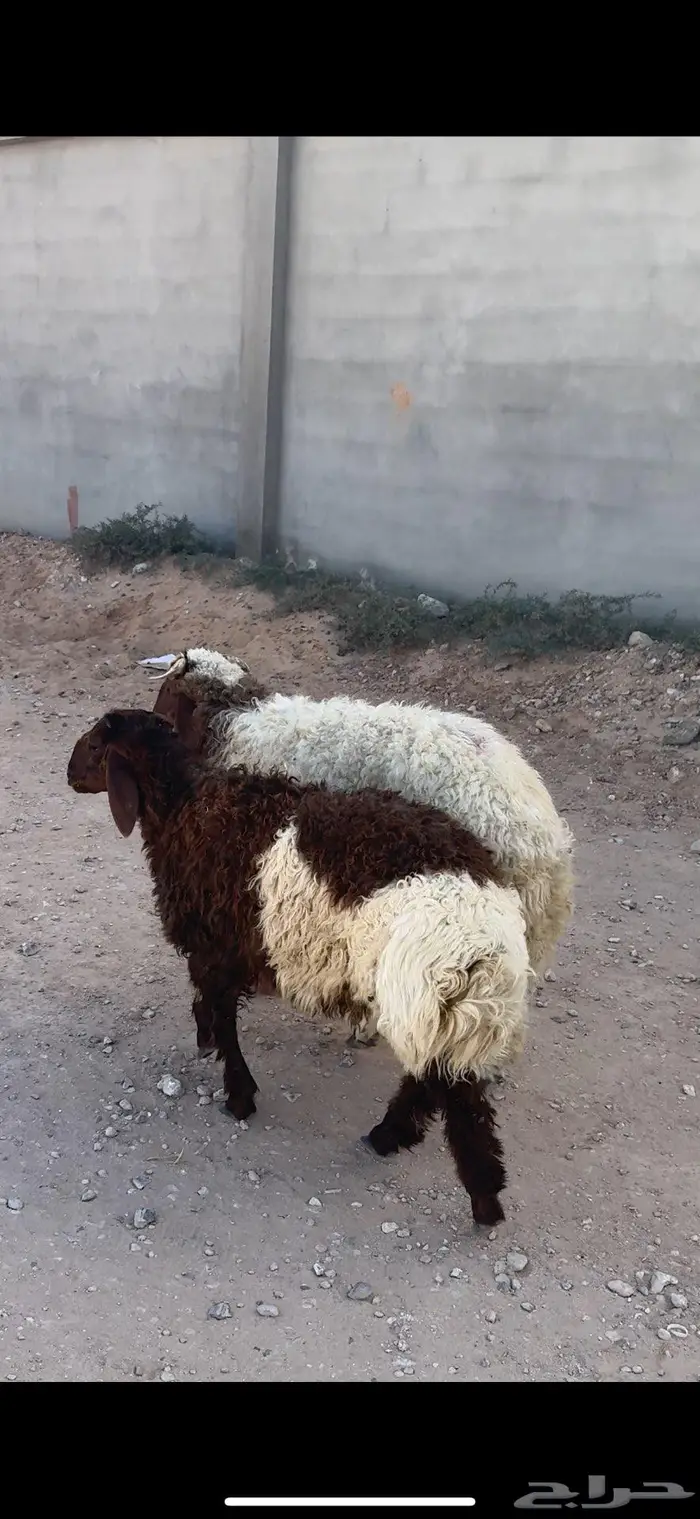 للبيع خرفان طيبات حد الفل العمر 5 شهور 1