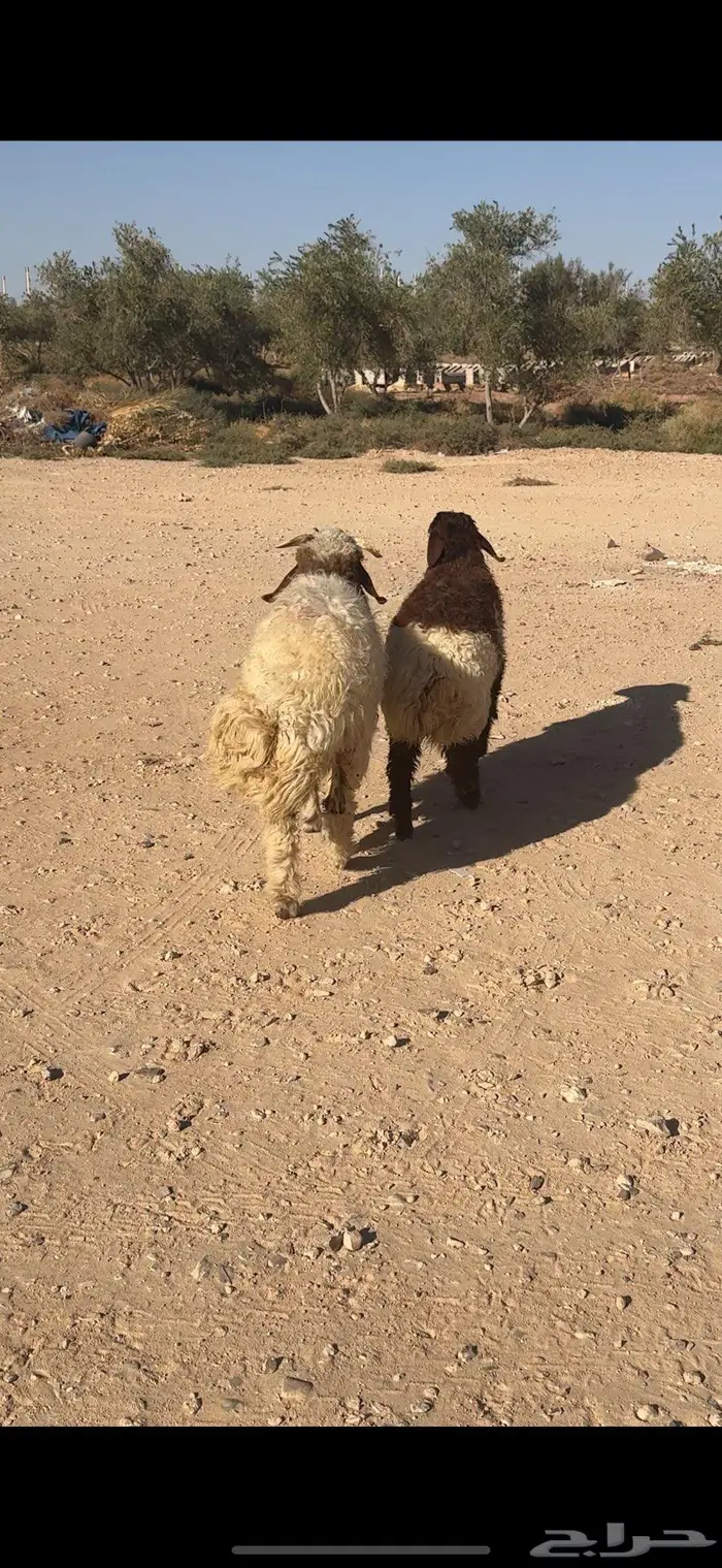 للبيع خرفان طيبات حد الفل العمر 5 شهور 0