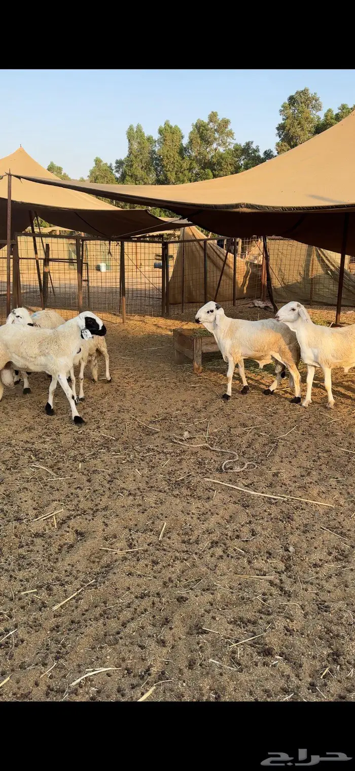 سواكني فاخر أبيض شبيه الحري في الشكل والطعم 790 فقط 1