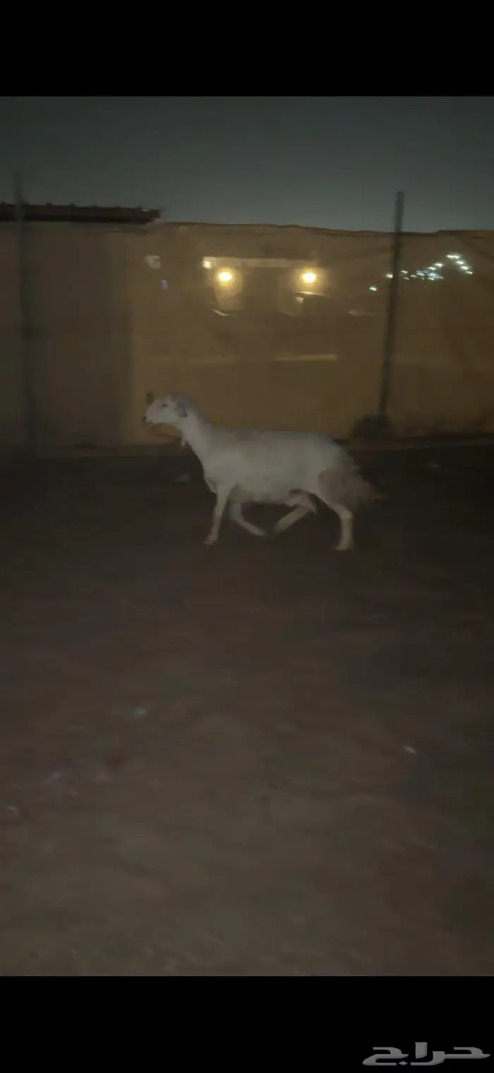 شاه حايل ( وخرفان طيبه ) 0