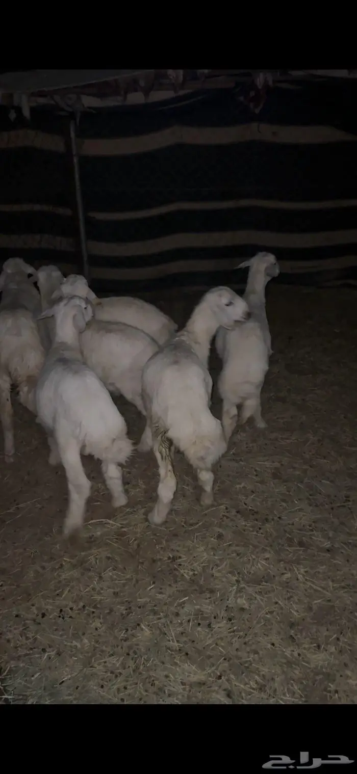 شاه حايل ( وخرفان طيبه ) 6