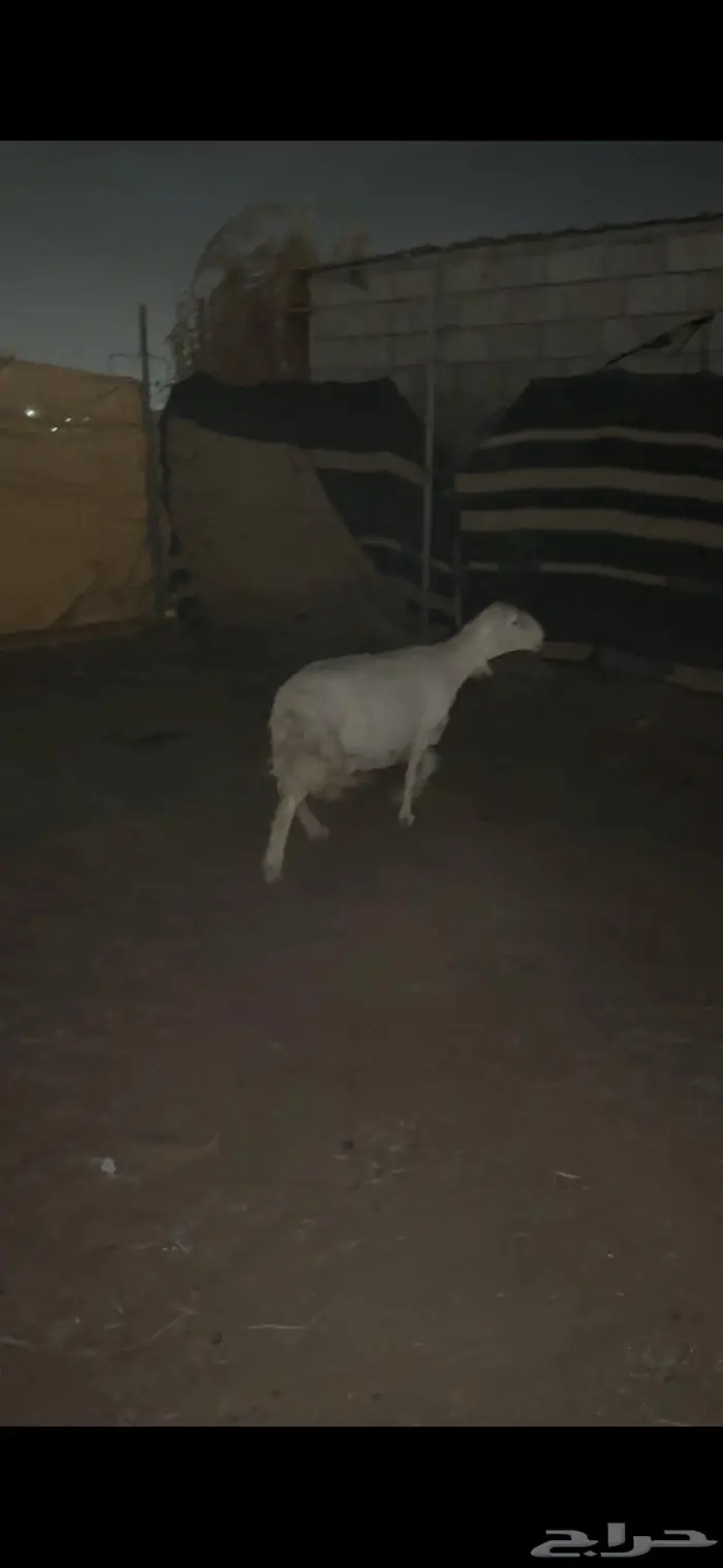 شاه حايل ( وخرفان طيبه ) 1