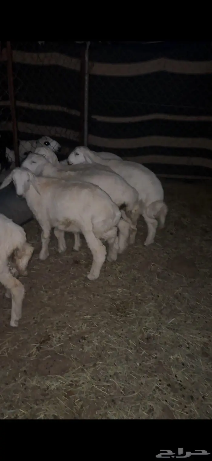 شاه حايل ( وخرفان طيبه ) 7