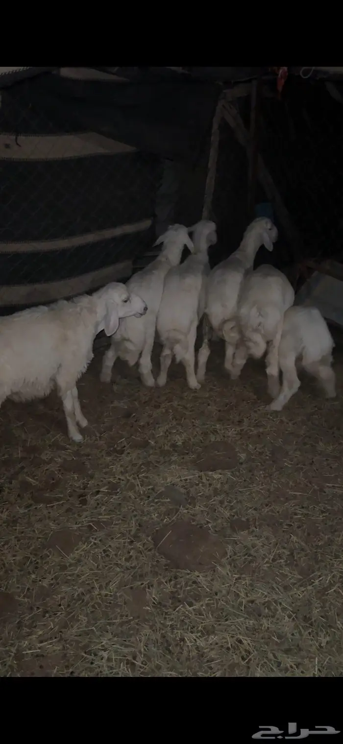 شاه حايل ( وخرفان طيبه ) 8