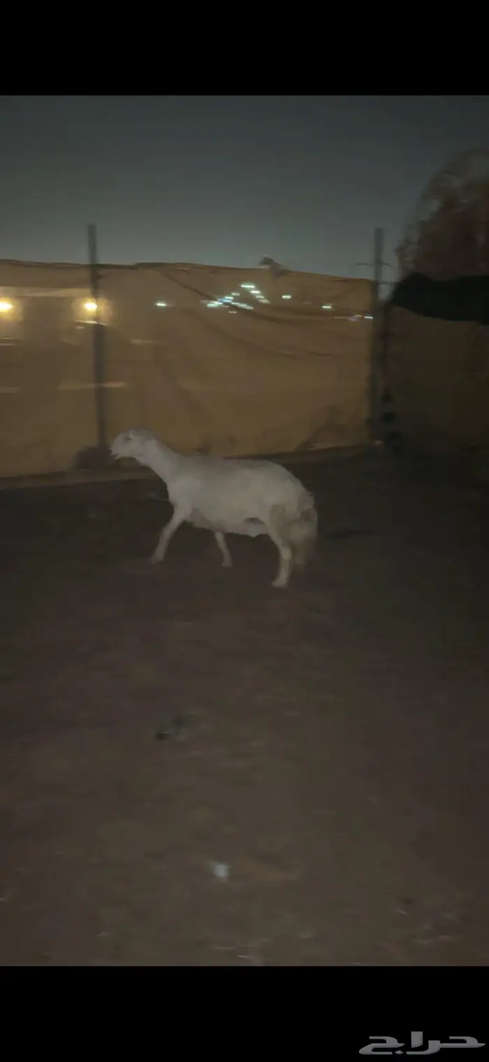 شاه حايل ( وخرفان طيبه ) 3