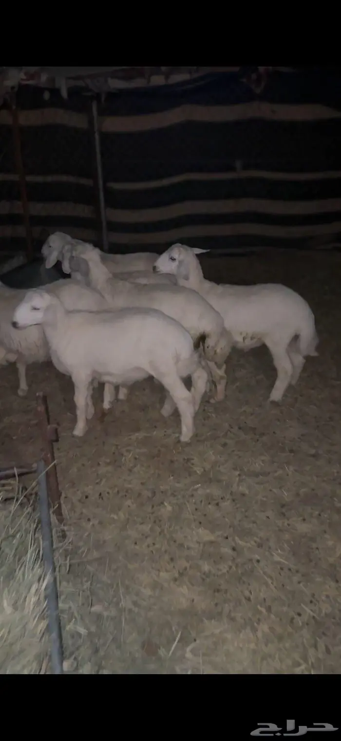 شاه حايل ( وخرفان طيبه ) 5