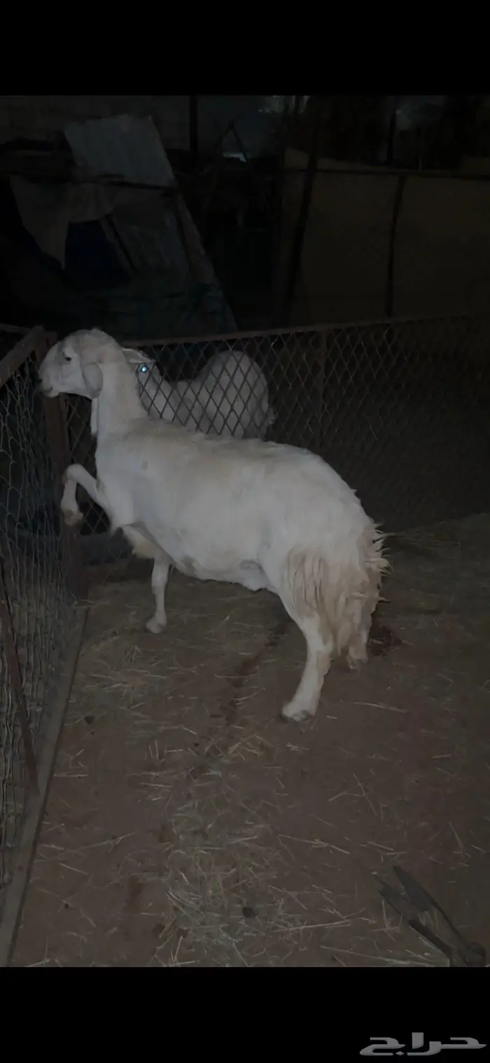 شاه حايل ( وخرفان طيبه ) 4