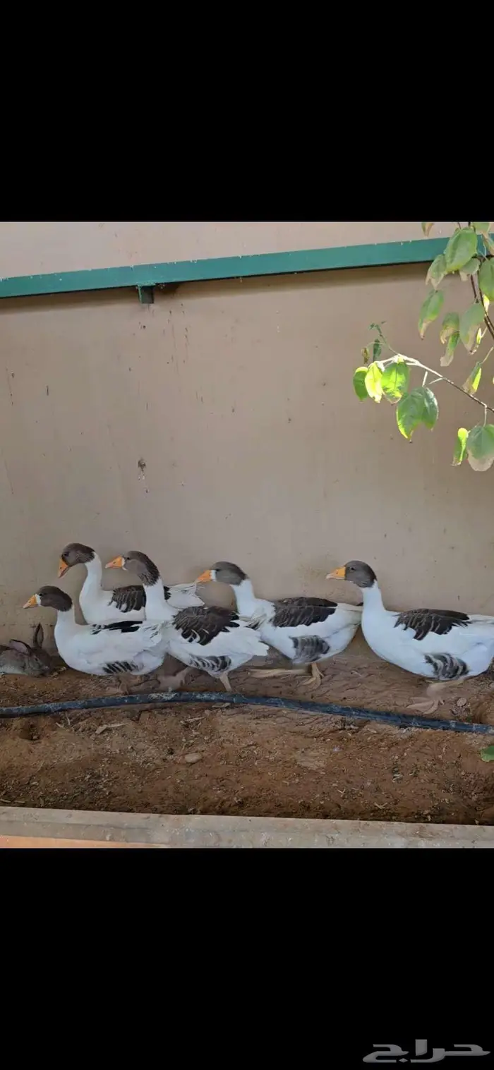 وز بلدي العمر سبع شهور صحه ممتازه 0