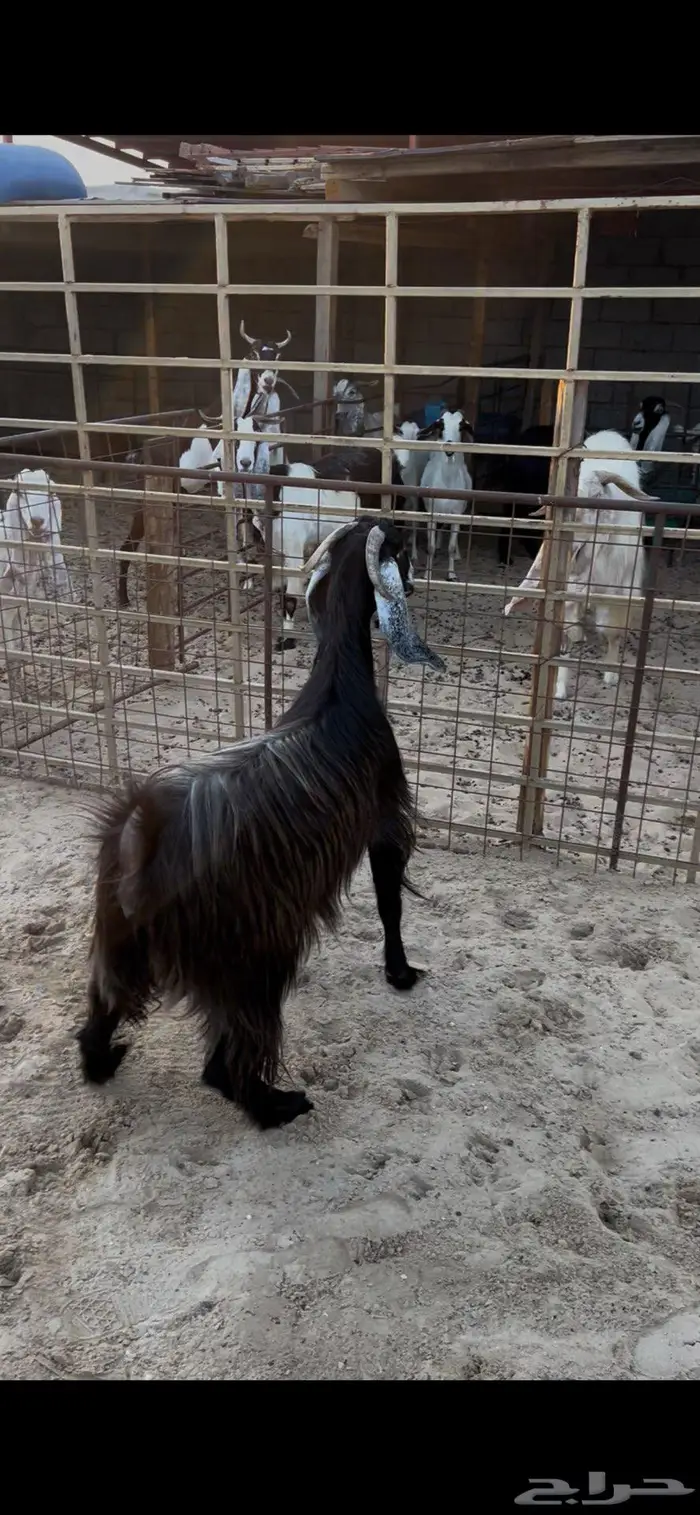 عوارض 4