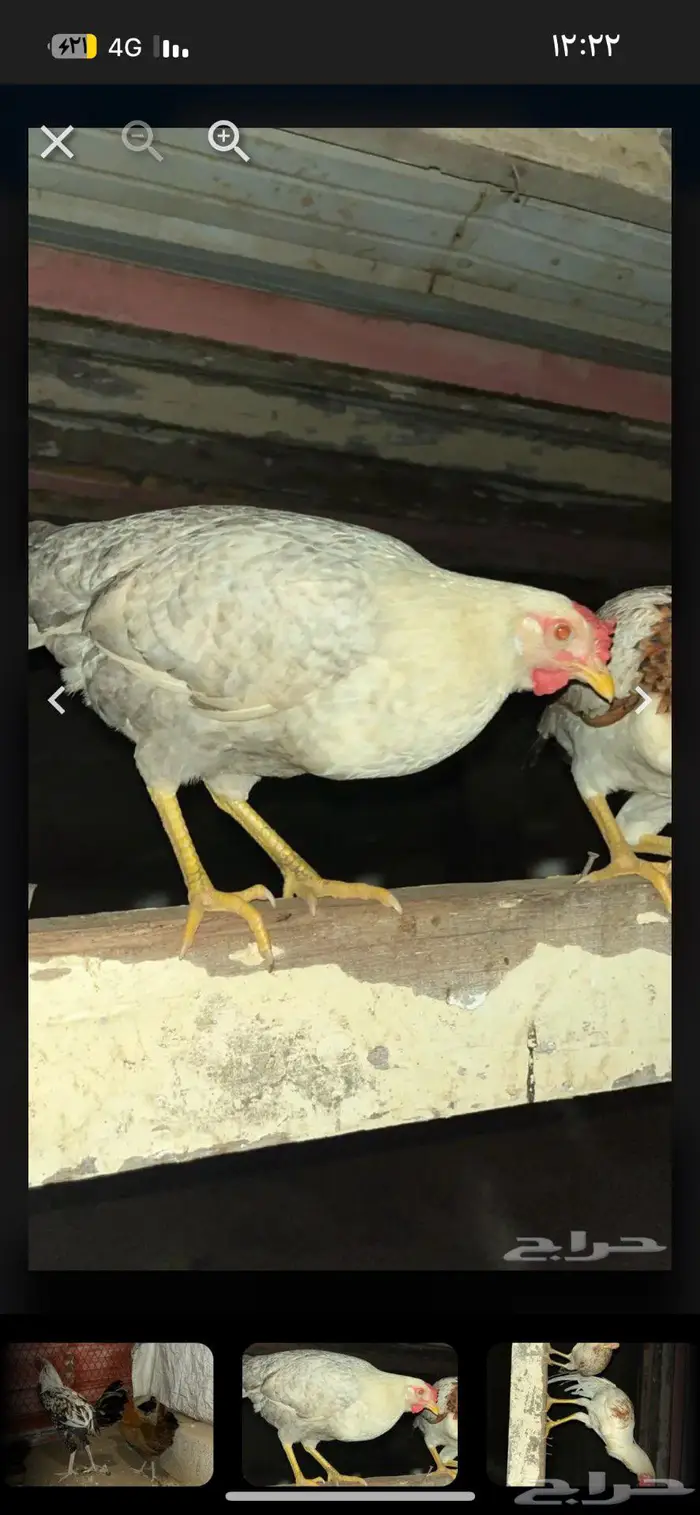 دجاج للبيع 2