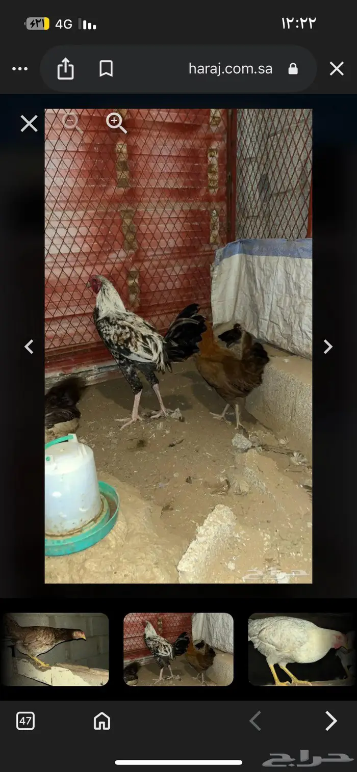 دجاج للبيع 3