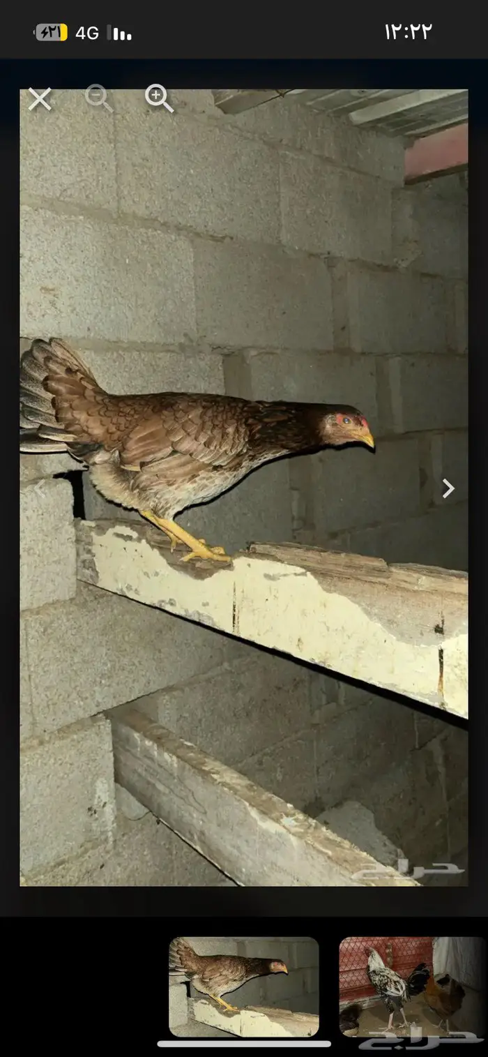 دجاج للبيع 4