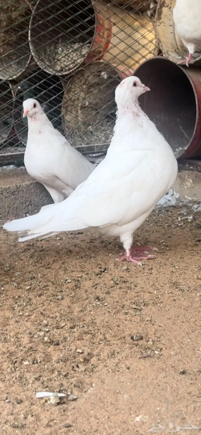حمام فرنسي احجام ضخمة 9
