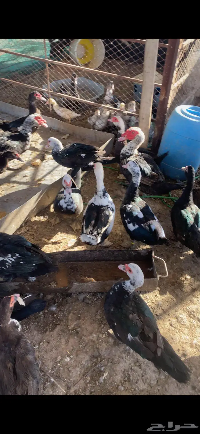 بط مصري مكسوفي 0