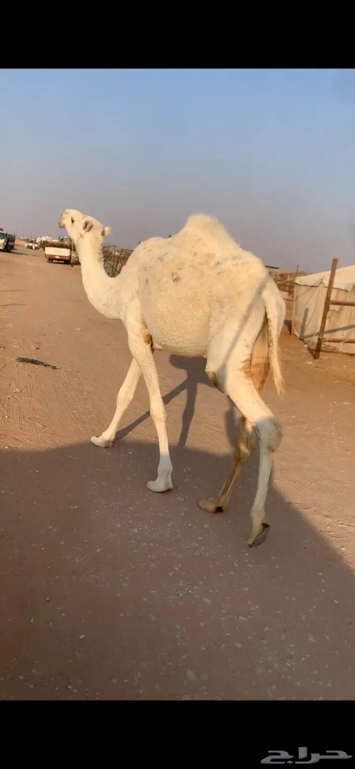 بكار حقايق رمانيات 0