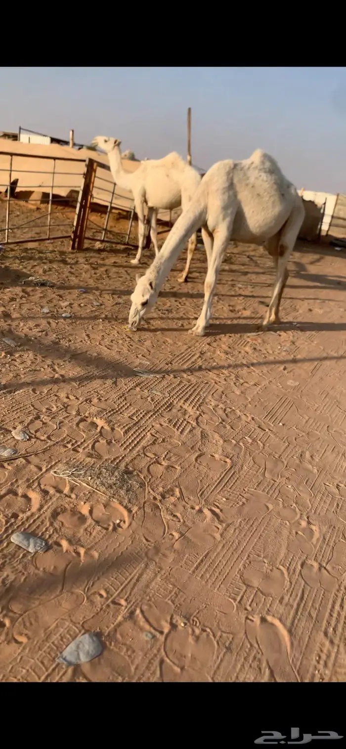 بكار حقايق رمانيات 1
