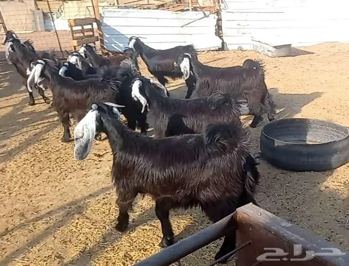 (تم البيع ) جفار عوارض صنف الي يبي يآسس مراح طيب 18