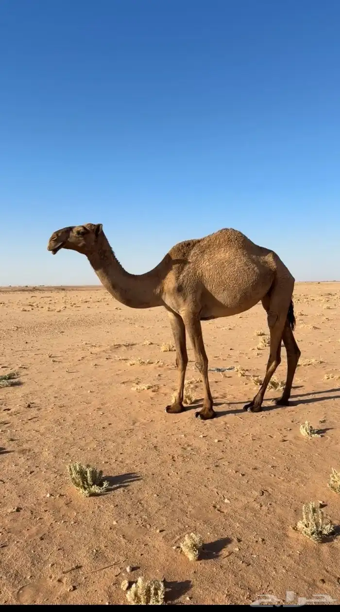 ناقه للبيع صفرا 1