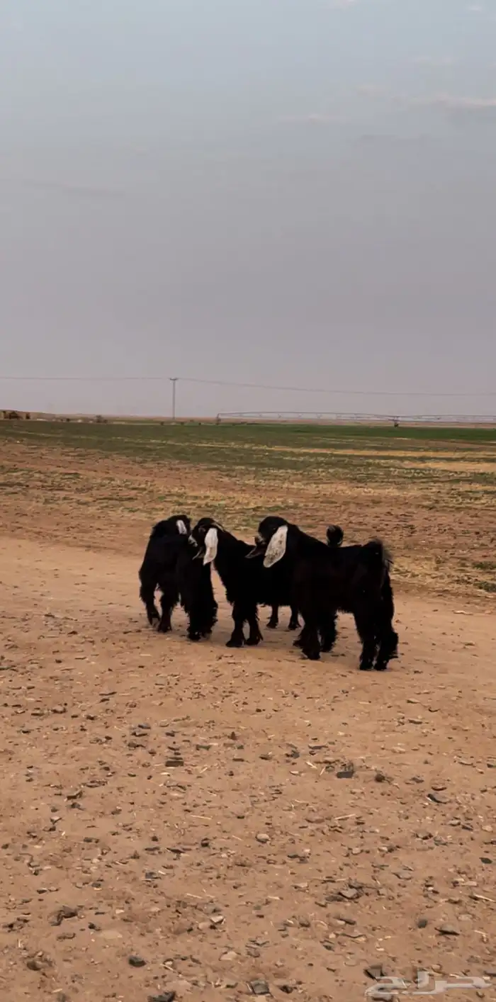 تيوس للبيع 1