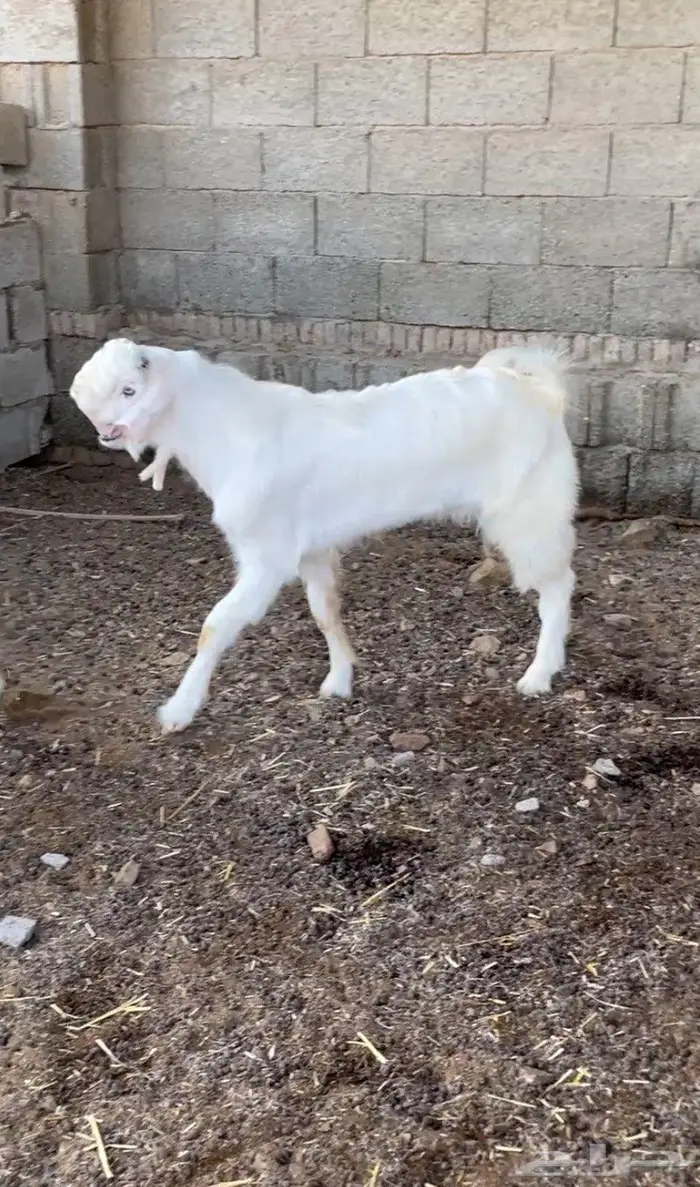 مشاريع فحول شامي بيض برص للبيع 2
