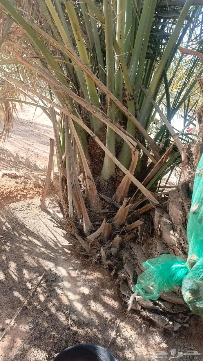 نخيل  البيع الخرمه رنيه الطايف الحويه الوصليه السيل 0