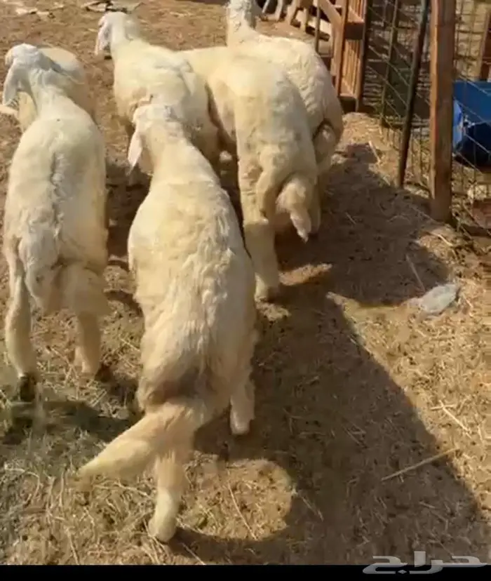 طليان حرية فاخر للبيع في الحرازات 2