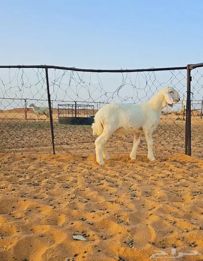 مشروع فحل حري نادر 1